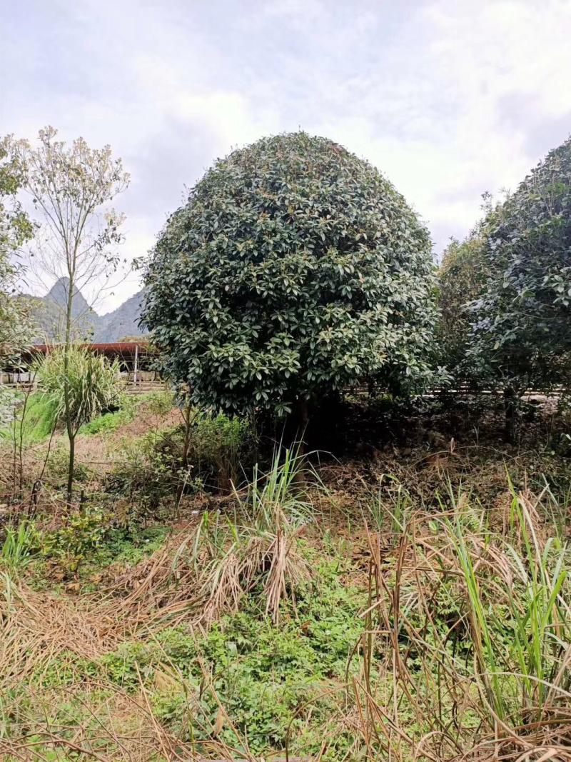 桂花树地苗、断根苗、容器苗、袋苗5-20公分面议