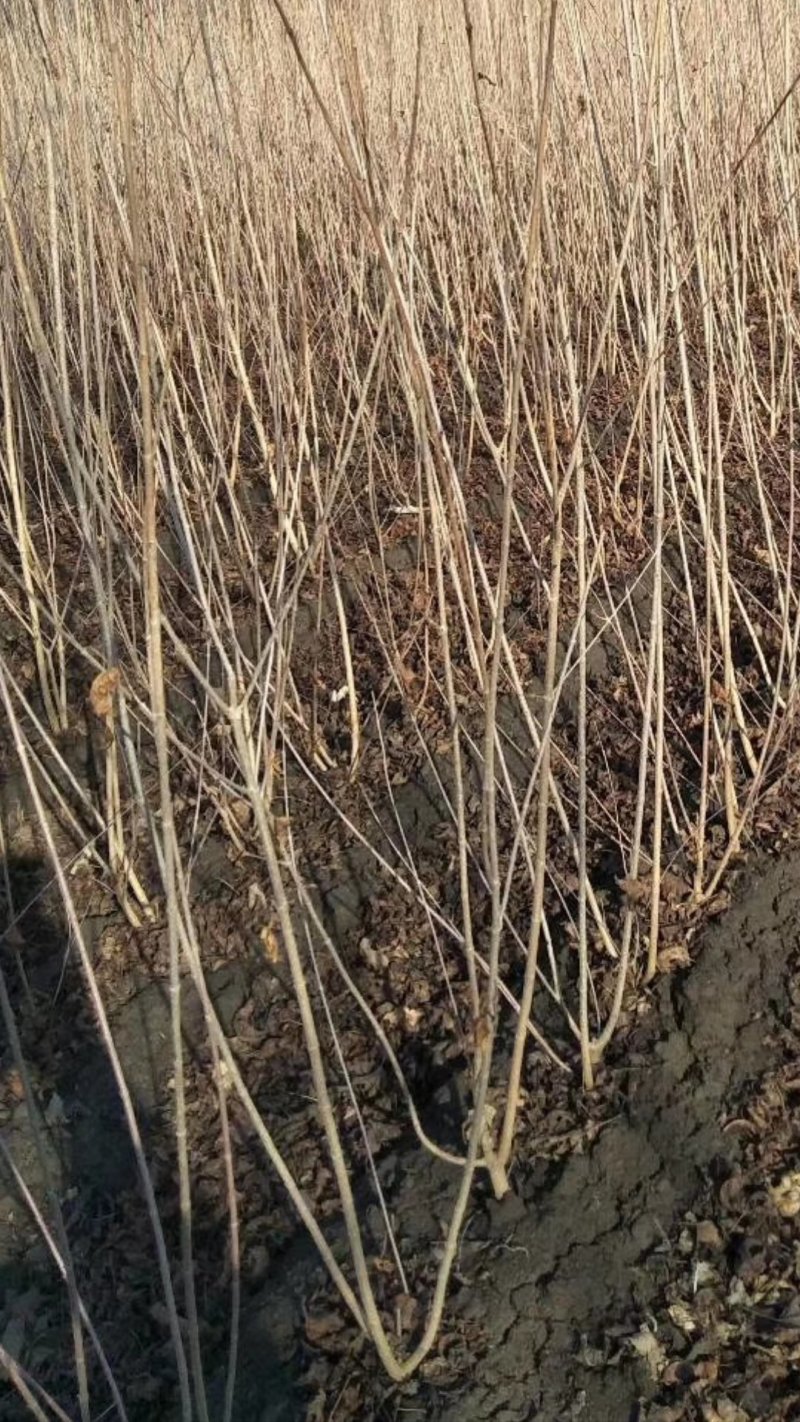 辽宁开原三角枫茶条槭大堆3条以上工程苗自家圃地规格齐全