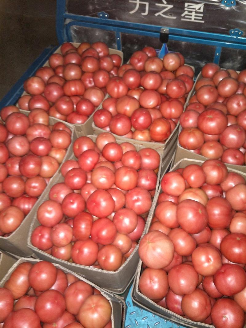精品番茄苗工厂化育苗产品有保证西红柿苗耐裂高产