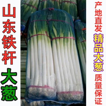 优质铁杆大葱，常年供应，全国批发市场，粗细均分，包售后