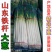 优质铁杆大葱，常年供应，全国批发市场，粗细均分，包售后