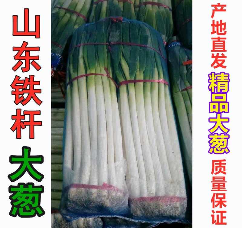 优质铁杆大葱，常年供应，全国批发市场，粗细均分，包售后