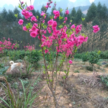 桃花苗桃花枝易存活规格齐全自产自销支持视频看货全国发货