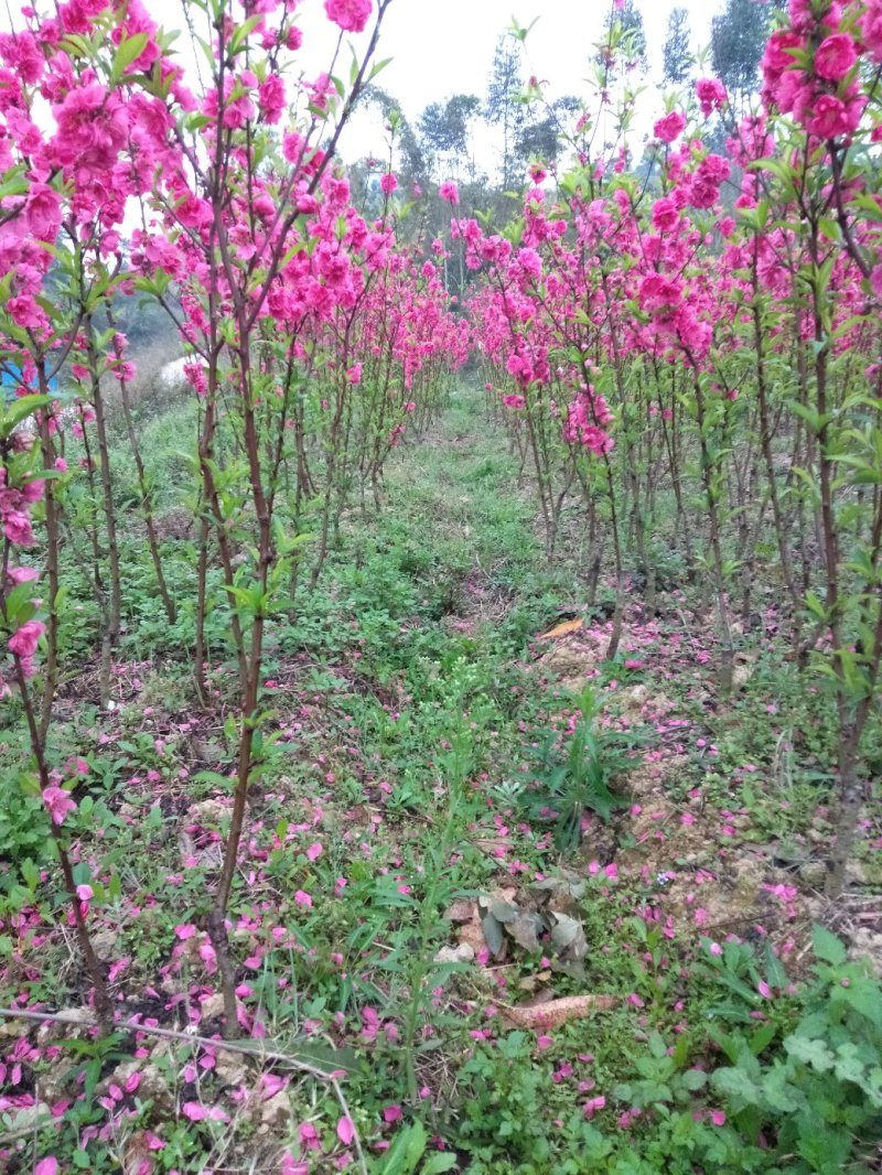 桃花苗桃花枝易存活规格齐全自产自销支持视频看货全国发货