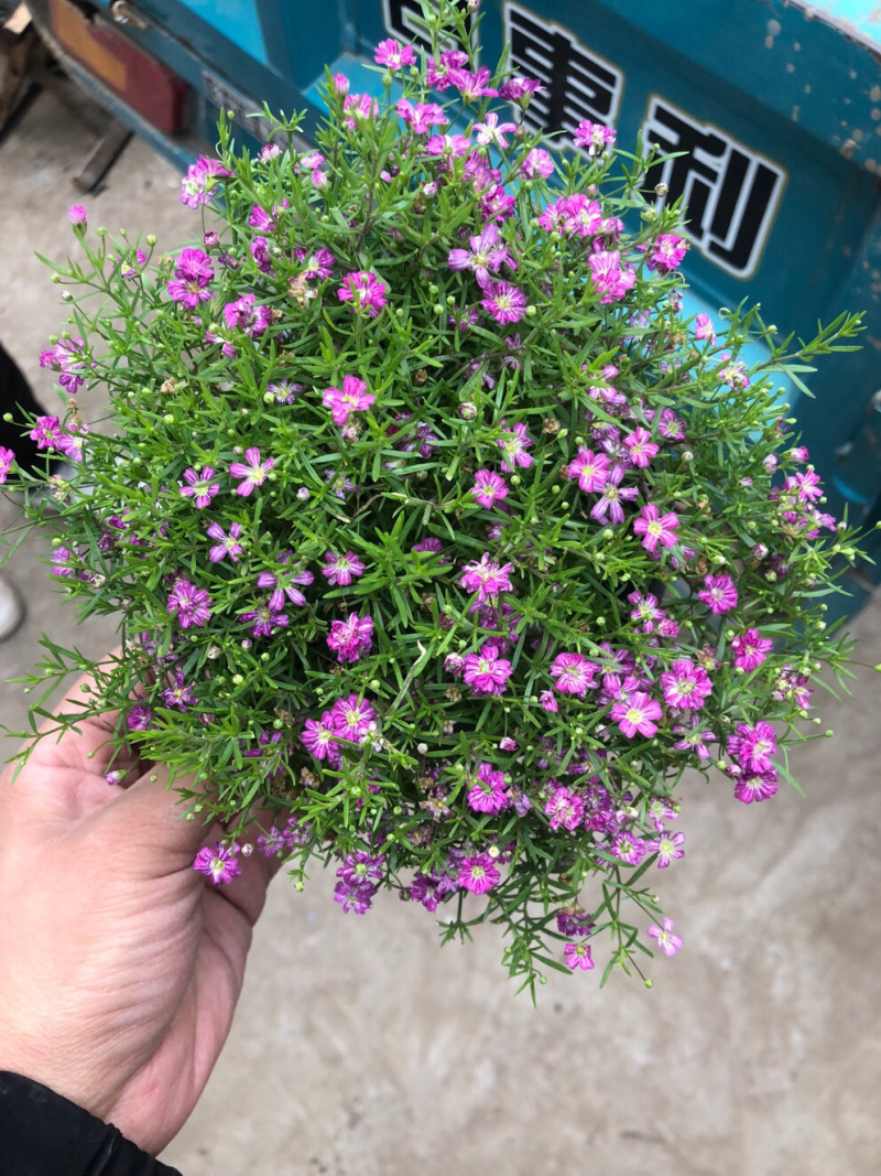 婚纱满天星青州基地出货室内小盆栽盆花
