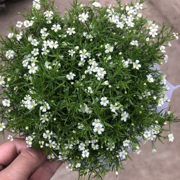 婚纱满天星青州基地出货室内小盆栽盆花