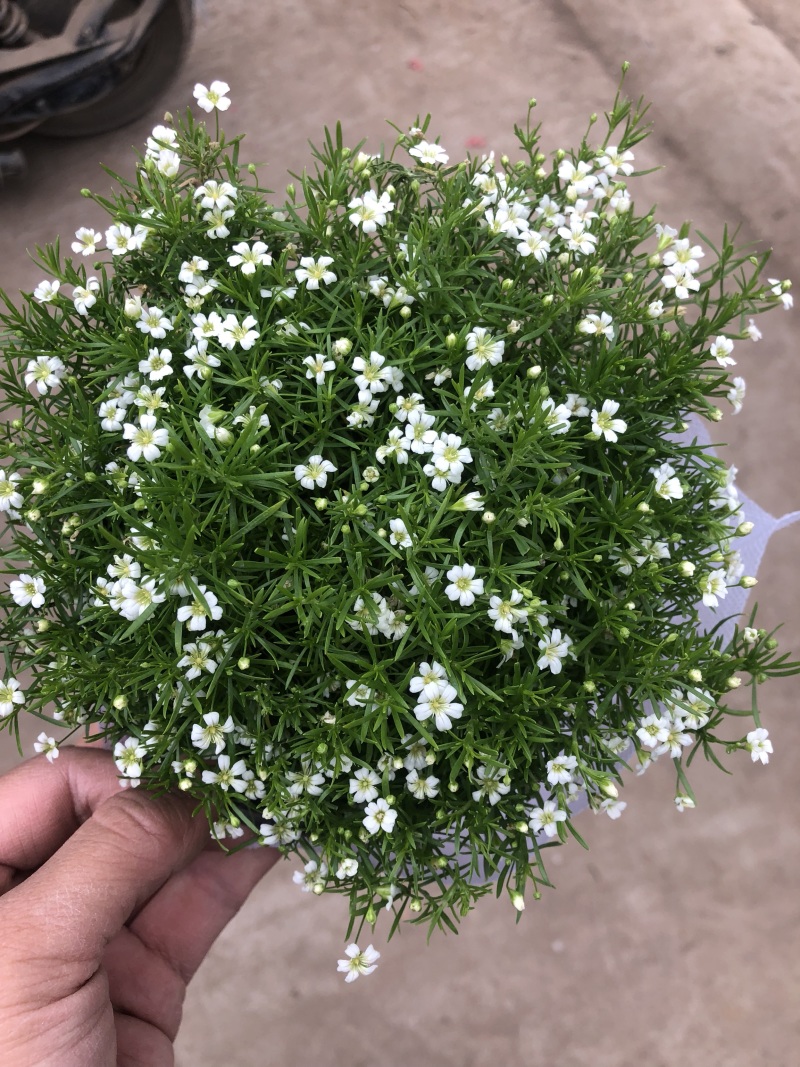 婚纱满天星青州基地出货室内小盆栽盆花