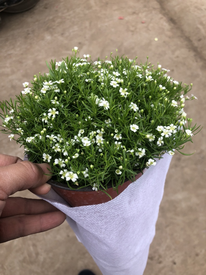 婚纱满天星青州基地出货室内小盆栽盆花