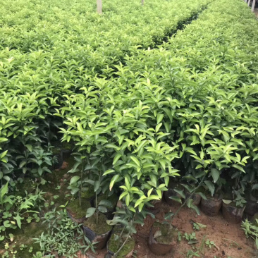砂糖橘杯苗大量供应具体需要请联系详谈。