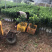 砂糖橘杯苗大量供应具体需要请联系详谈。