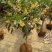 嫁接四季桂花树苗盆栽浓香型花卉植物丹桂金桂庭院室内带开花