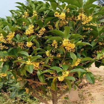嫁接四季桂花树苗盆栽浓香型花卉植物丹桂金桂庭院室内带开花