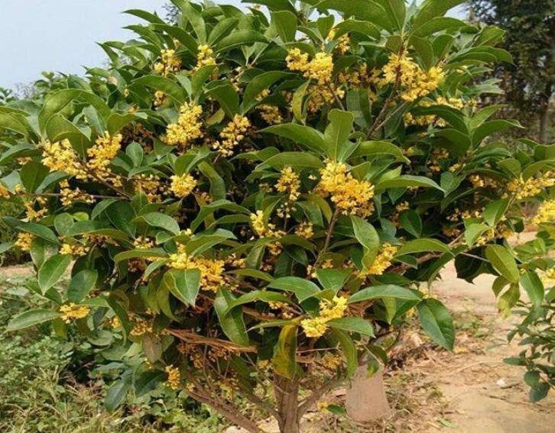 嫁接四季桂花树苗盆栽浓香型花卉植物丹桂金桂庭院室内带开花