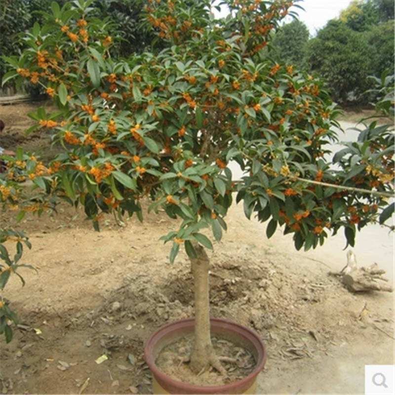 嫁接四季桂花树苗盆栽浓香型花卉植物丹桂金桂庭院室内带开花