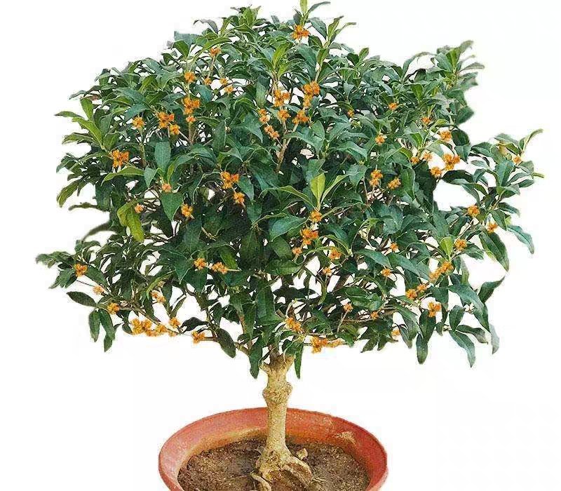 嫁接四季桂花树苗盆栽浓香型花卉植物丹桂金桂庭院室内带开花