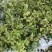 嫁接四季桂花树苗盆栽浓香型花卉植物丹桂金桂庭院室内带开花