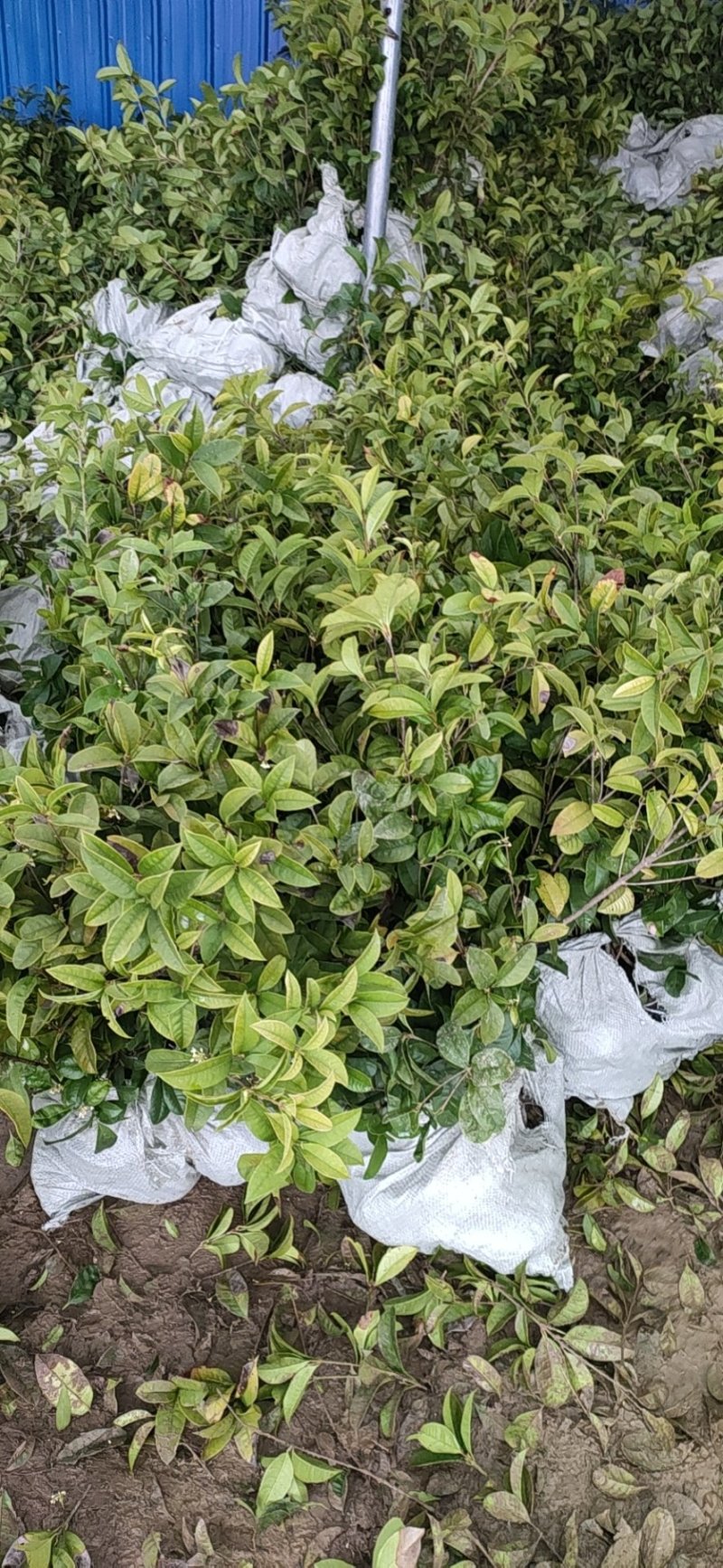 嫁接四季桂花树苗盆栽浓香型花卉植物丹桂金桂庭院室内带开花