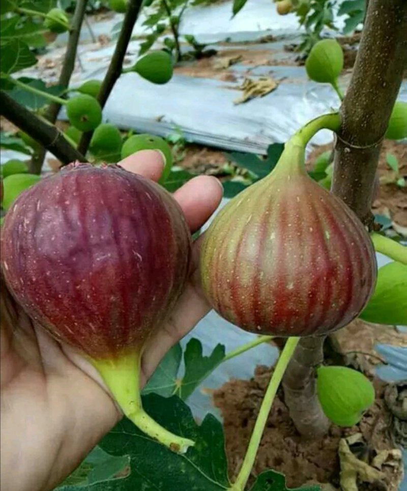 【不裂果/大果型】正品波姬红无花果苗现挖苗技术指导种植