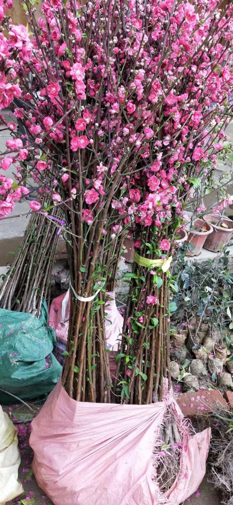 桃花苗观赏花2苗靓苗桃花树苗1.5-5公规格