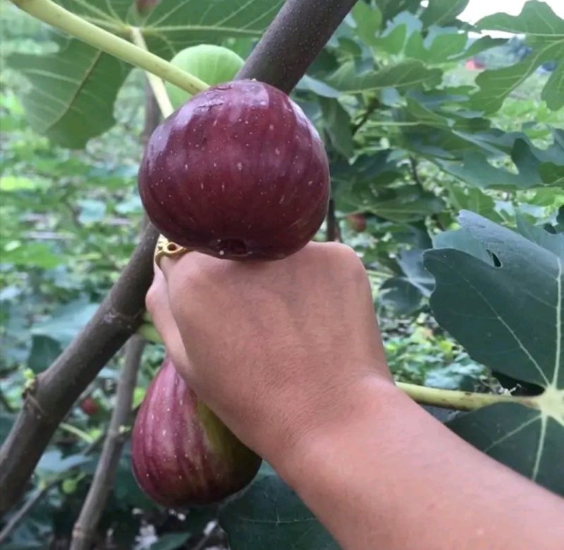 【不裂果/大果型】正品波姬红无花果苗现挖苗技术指导种植