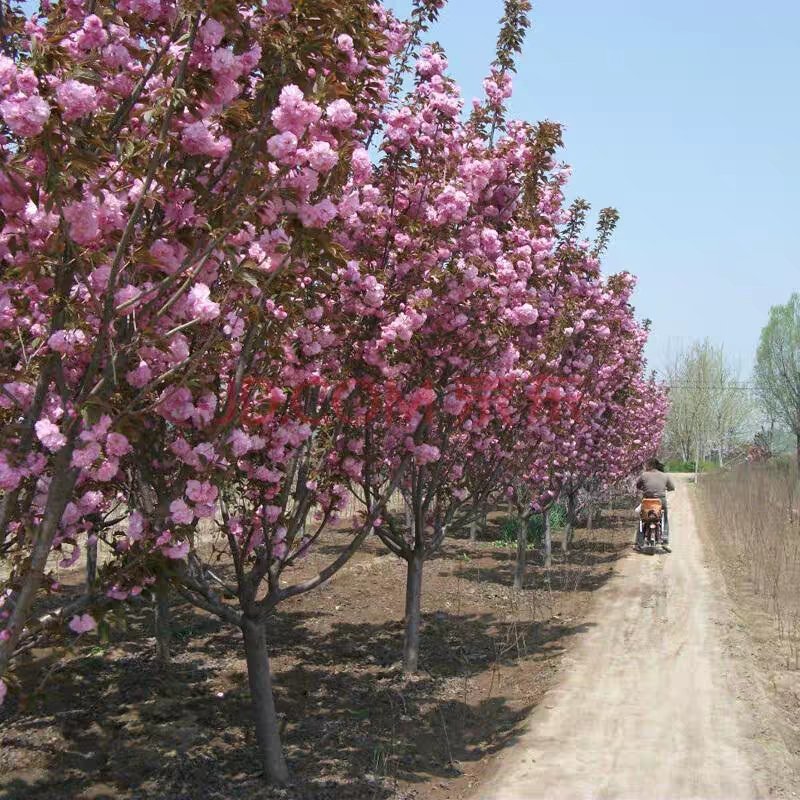 樱花苗樱花树苗日本樱花嫁接早樱晚樱庭院绿化苗当年开花花卉