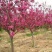 樱花苗樱花树苗日本樱花嫁接早樱晚樱庭院绿化苗当年开花花卉