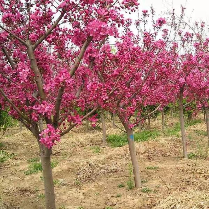 樱花苗樱花树苗日本樱花嫁接早樱晚樱庭院绿化苗当年开花花卉