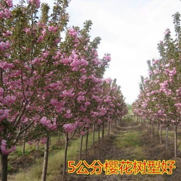 樱花苗樱花树苗日本樱花嫁接早樱晚樱庭院绿化苗当年开花花卉