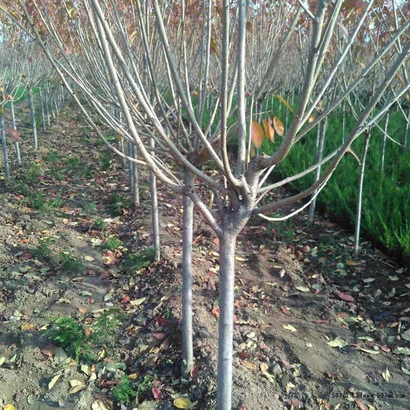樱花苗樱花树苗日本樱花嫁接早樱晚樱庭院绿化苗当年开花花卉