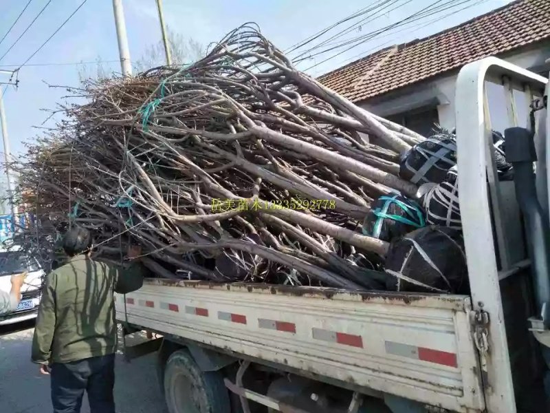 樱花苗樱花树苗日本樱花嫁接早樱晚樱庭院绿化苗当年开花花卉
