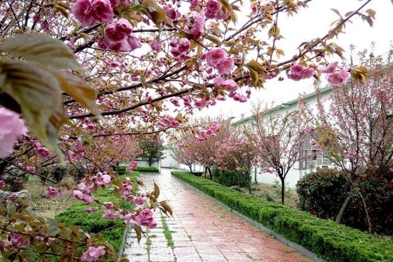 樱花苗樱花树苗日本樱花嫁接早樱晚樱庭院绿化苗当年开花花卉