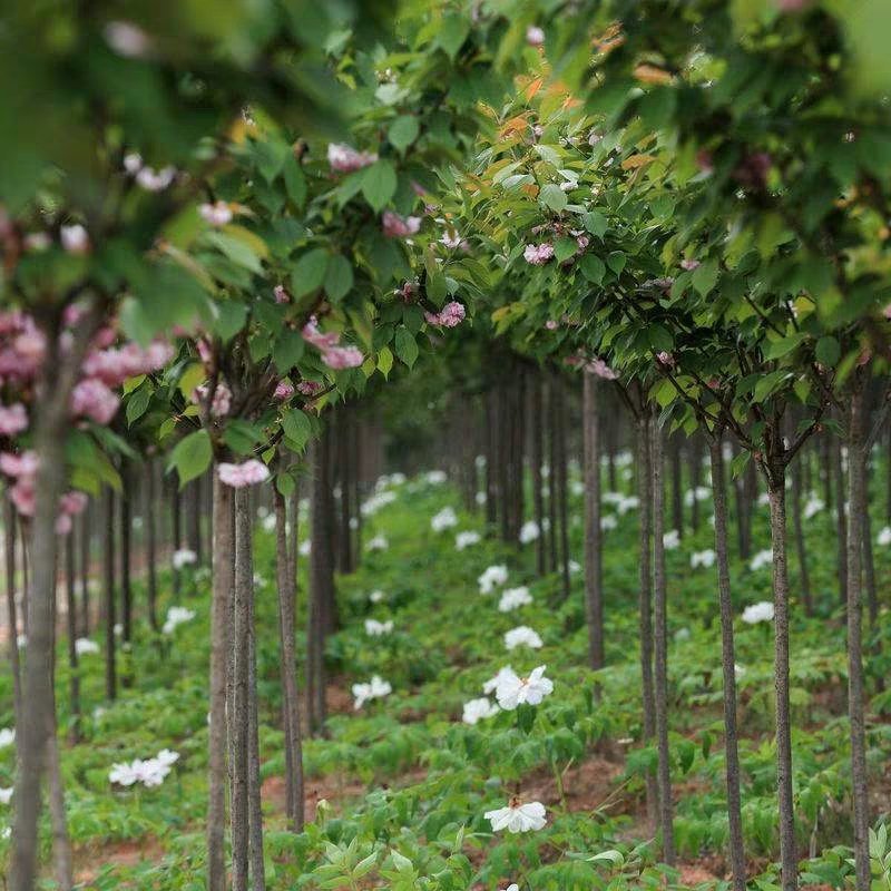 樱花苗樱花树苗日本樱花嫁接早樱晚樱庭院绿化苗当年开花花卉
