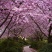 樱花苗樱花树苗日本樱花嫁接早樱晚樱庭院绿化苗当年开花花卉
