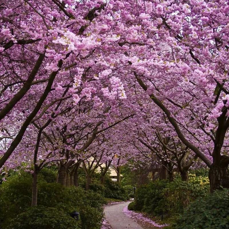 樱花苗樱花树苗日本樱花嫁接早樱晚樱庭院绿化苗当年开花花卉
