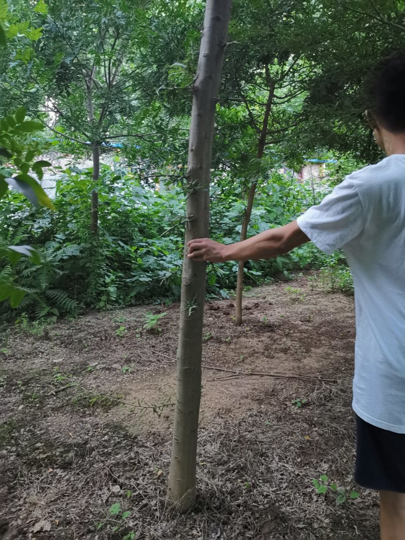 皂角树3-14公分清地处理，物美价廉，皂角树