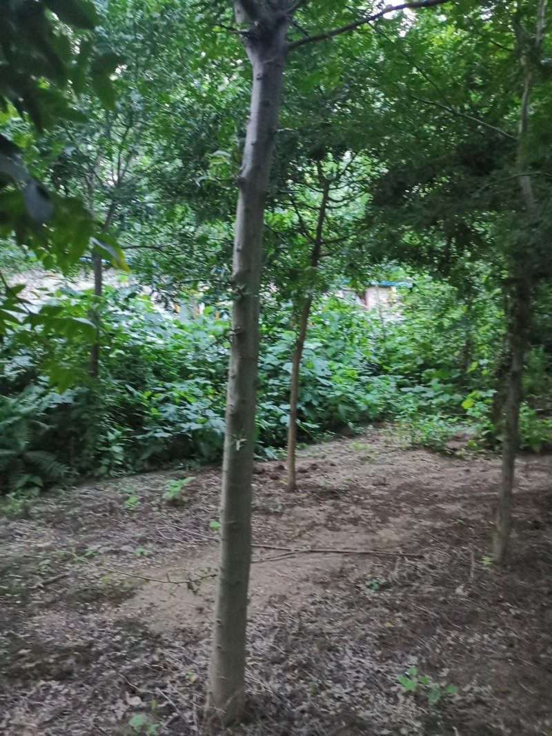皂角树3-14公分清地处理，物美价廉，皂角树
