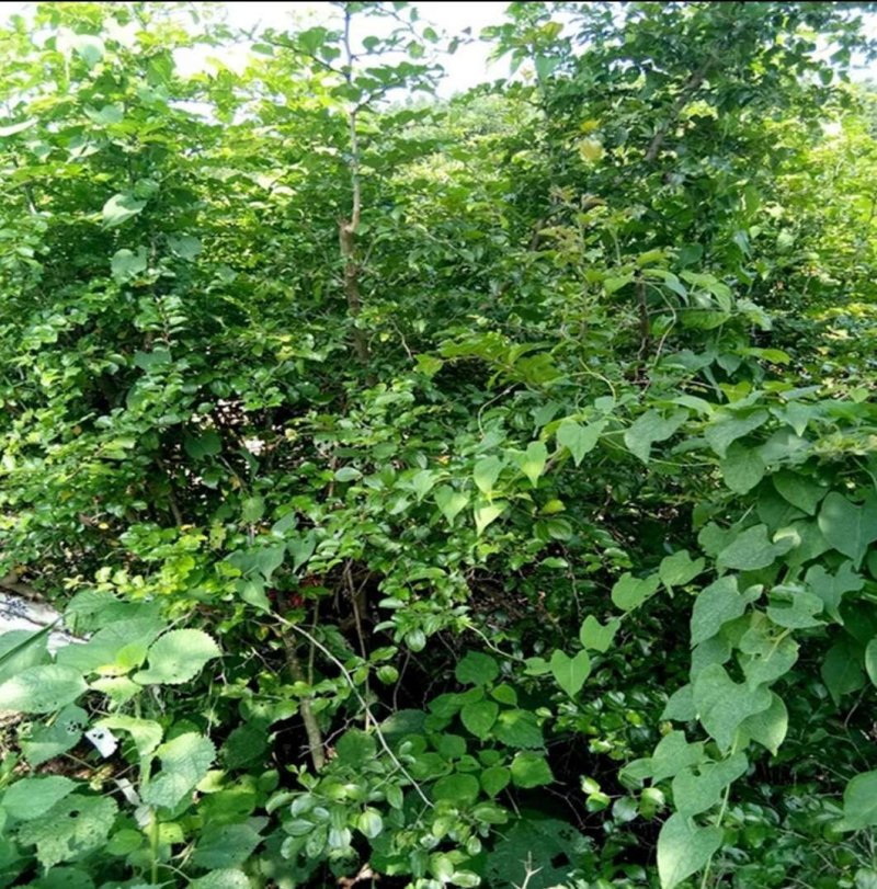 马甲子苗铁篱笆刺苗鸟不站刺树苗苗高速公路篱笆苗