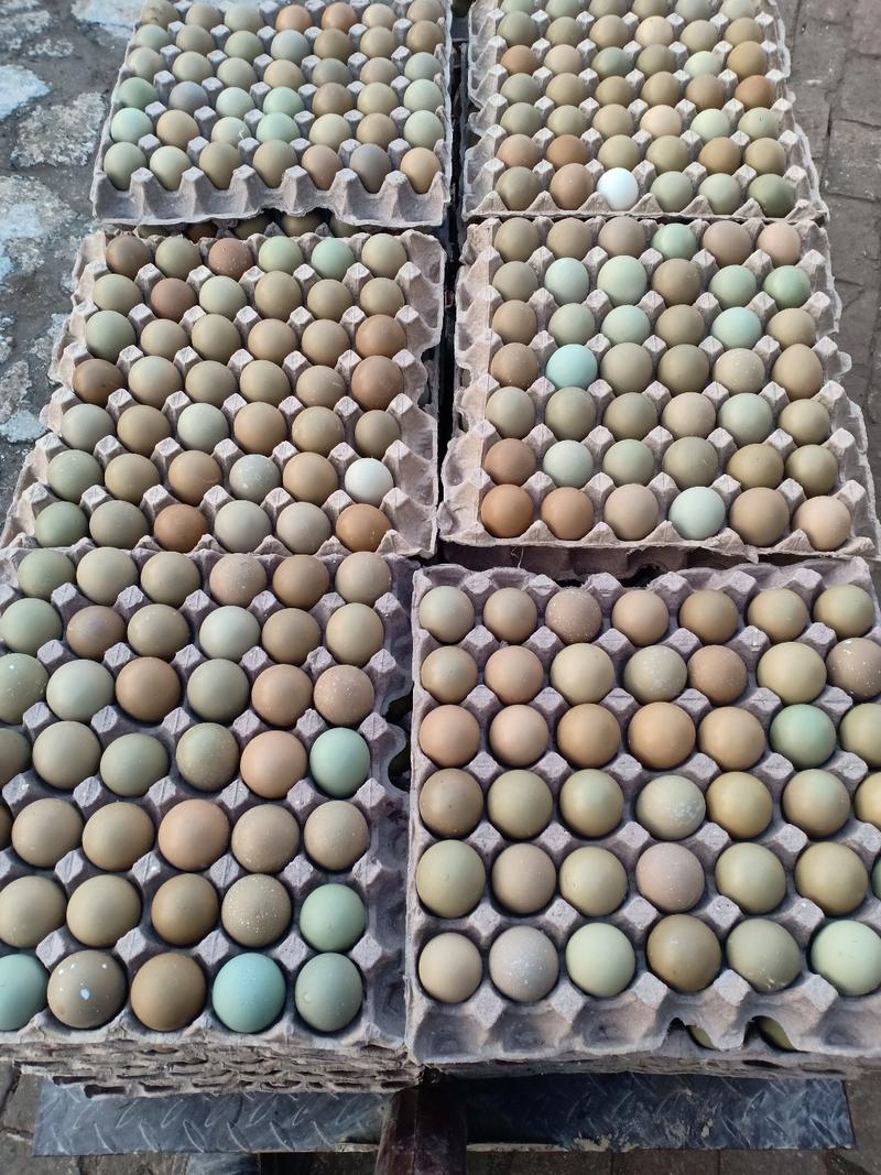 【正宗野鸡蛋】野鸡蛋全国可发，批零兼营保质保量