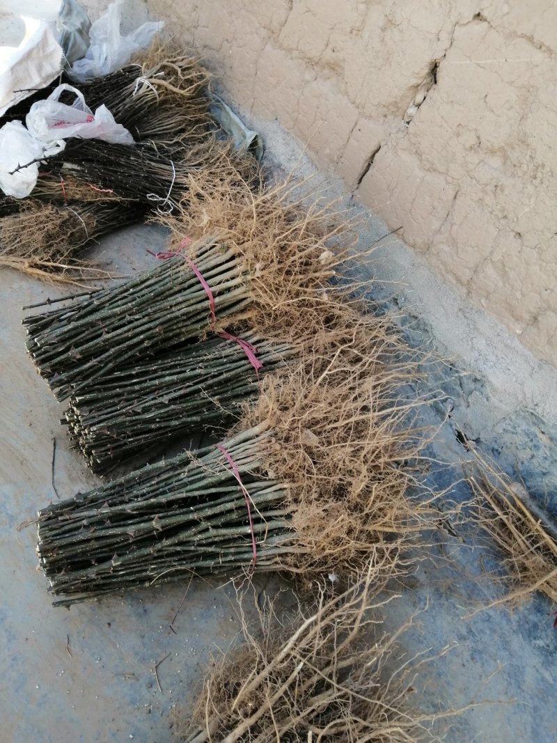 无刺大红袍伏椒苗