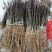无刺大红袍伏椒苗