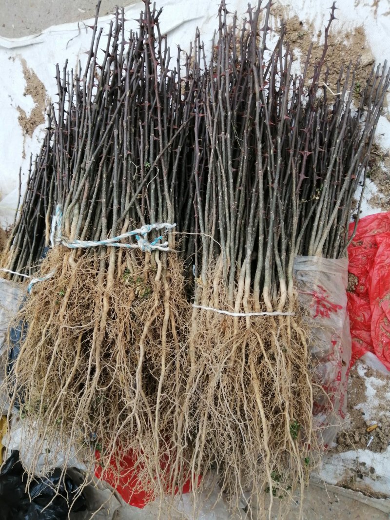 无刺大红袍伏椒苗