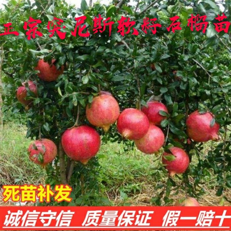 突尼斯软籽石榴树苗嫁接苗两年嫁接苗保成活高产量