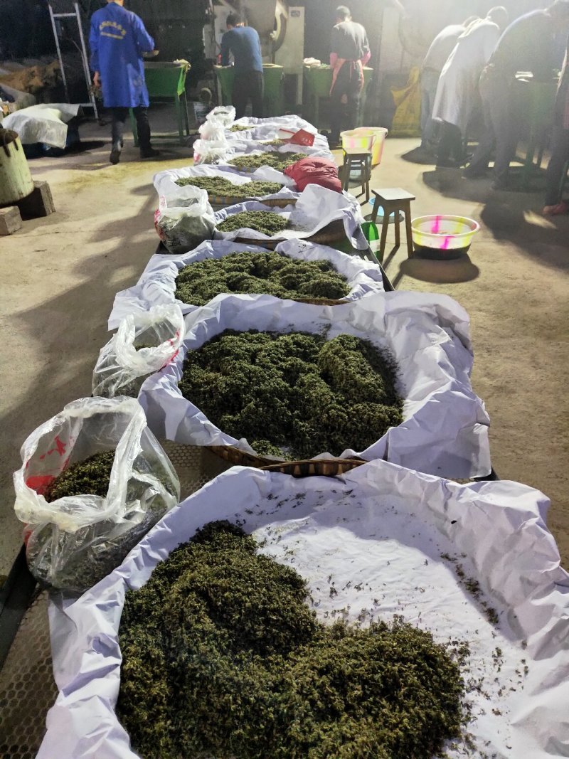 2020新茶黄芽高香碧螺春