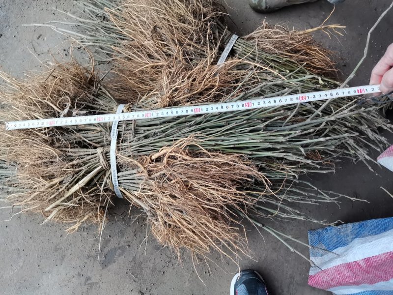 蛋白桑牛羊等饲料桑大叶桑树苗实生苗可养蚕占地绿化桑苗