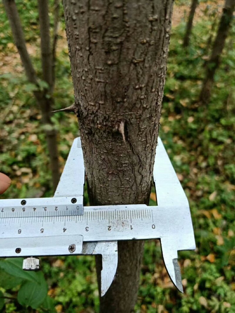 3公分刺槐大量