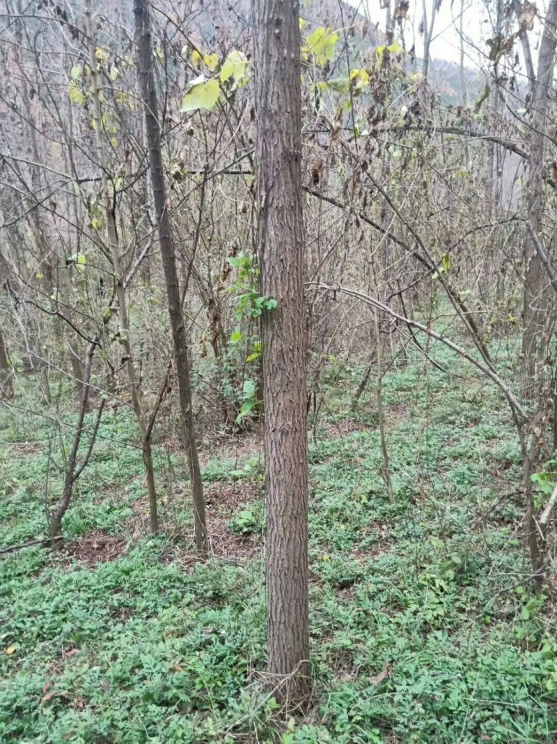 3公分刺槐大量