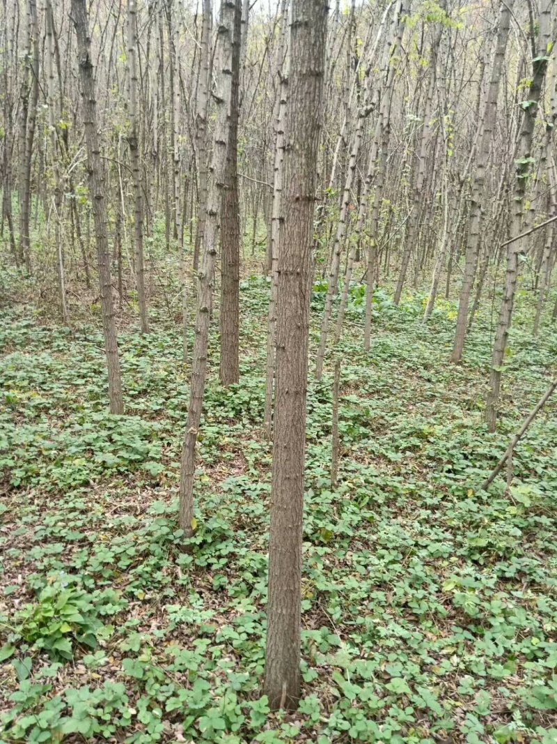 3公分刺槐大量