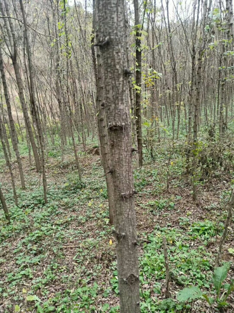 3公分刺槐大量