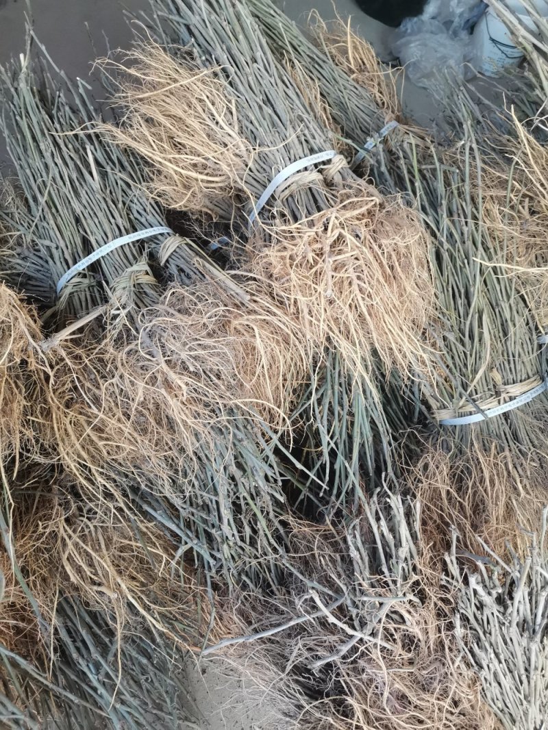 蛋白桑牛羊等饲料桑大叶桑树苗实生苗可养蚕占地绿化桑苗