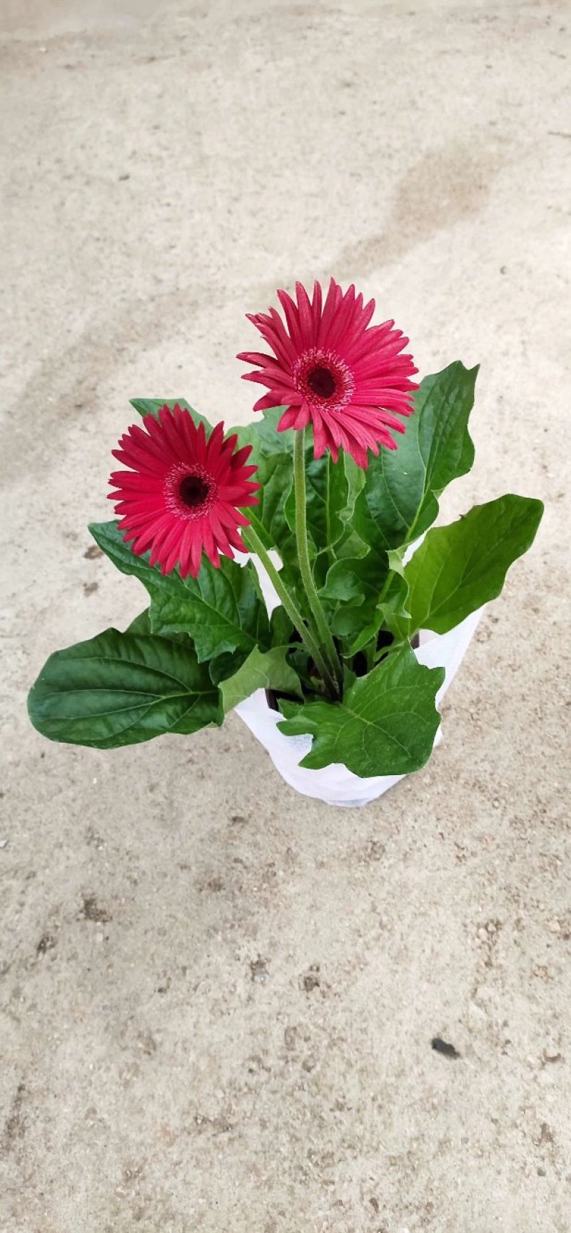 鼠尾草，地被鼠尾草，草花鼠尾草